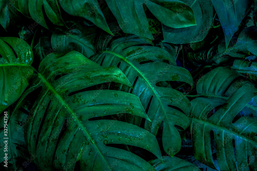 Monstera green leaves or Monstera Deliciosa in dark tones, background or green leafy tropical pine f