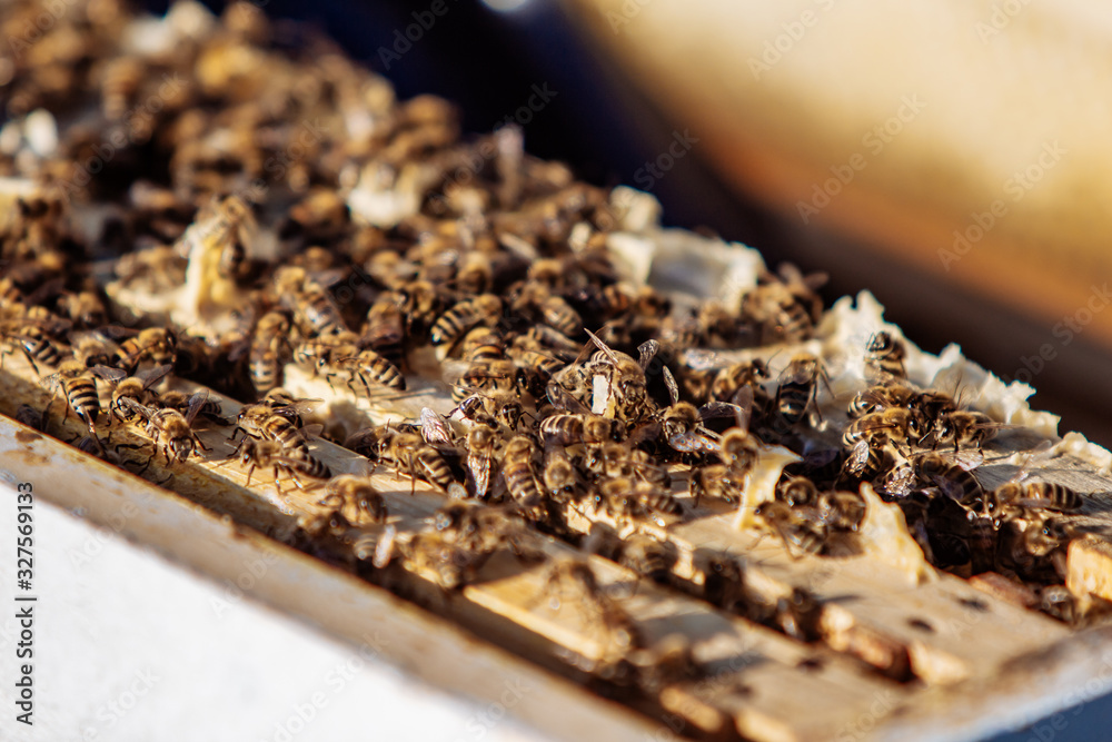 Frames of a bee hive. Harvesting the honey in the apiary. Honeycomb.