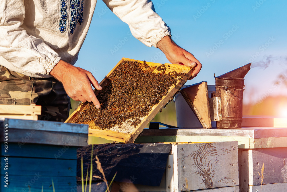 A man works in an apiary collecting bee honey. Beekeeping concept.