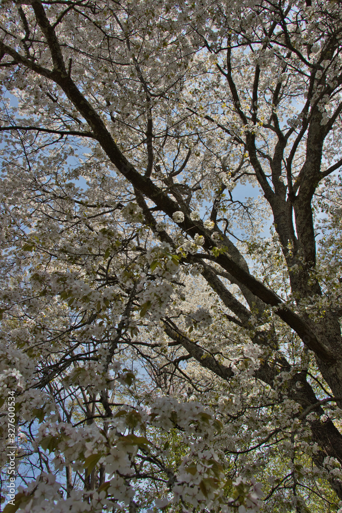 Cherry blossoms in full bloom