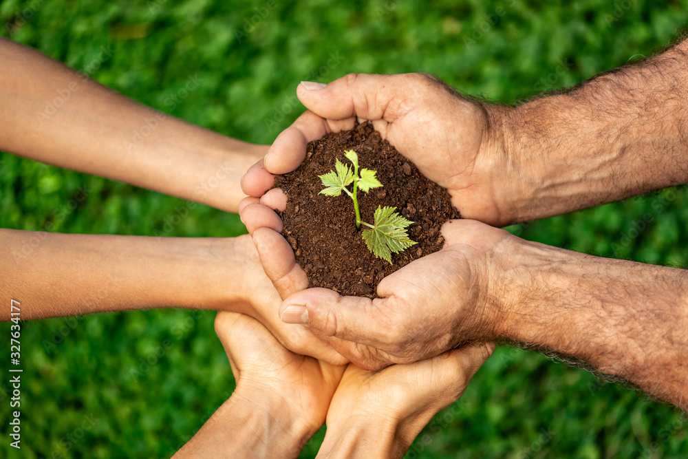 Group of people holding young plant in hands