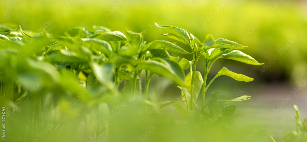 Small seedlings growing in cultivation tray. Fresh natural organic product