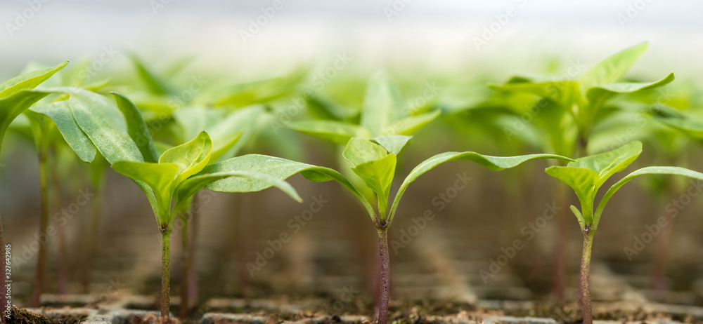 种植托盘中生长的小苗。新鲜的天然有机产品