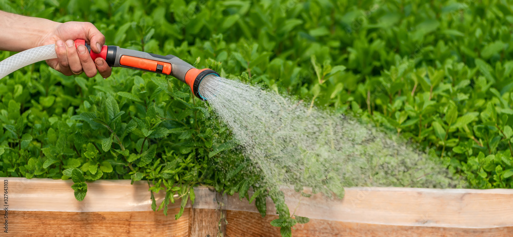 Watering plant in greenhouse garden