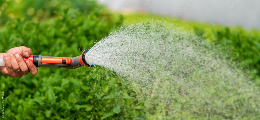 温室花园中的植物浇水