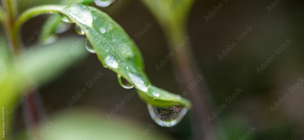 Water drop on a leaf macro shot. Fresh natural organic product