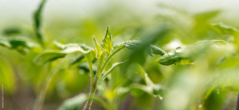 Water drop on a leaf macro shot. Fresh natural organic product