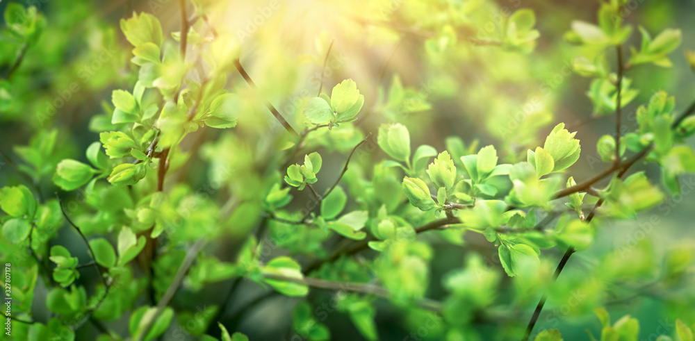 Young spring leaves on branch in forest lit by sunrays