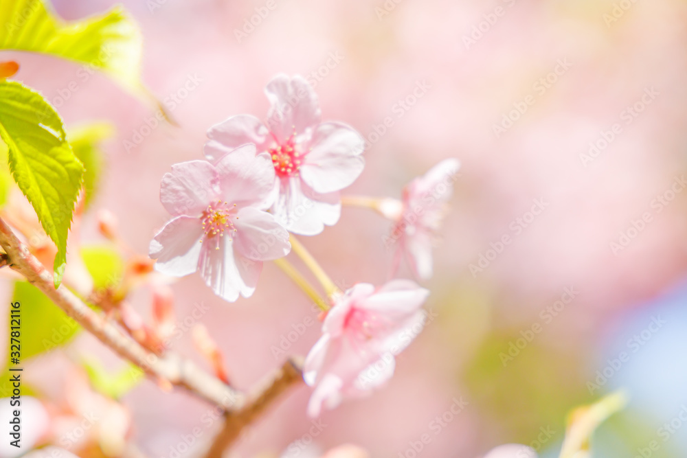 満開の桜の花と新緑の葉