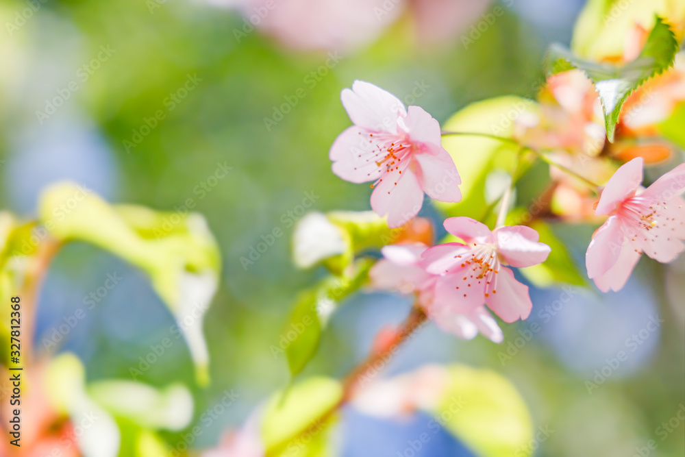 満開の桜の花と新緑の葉