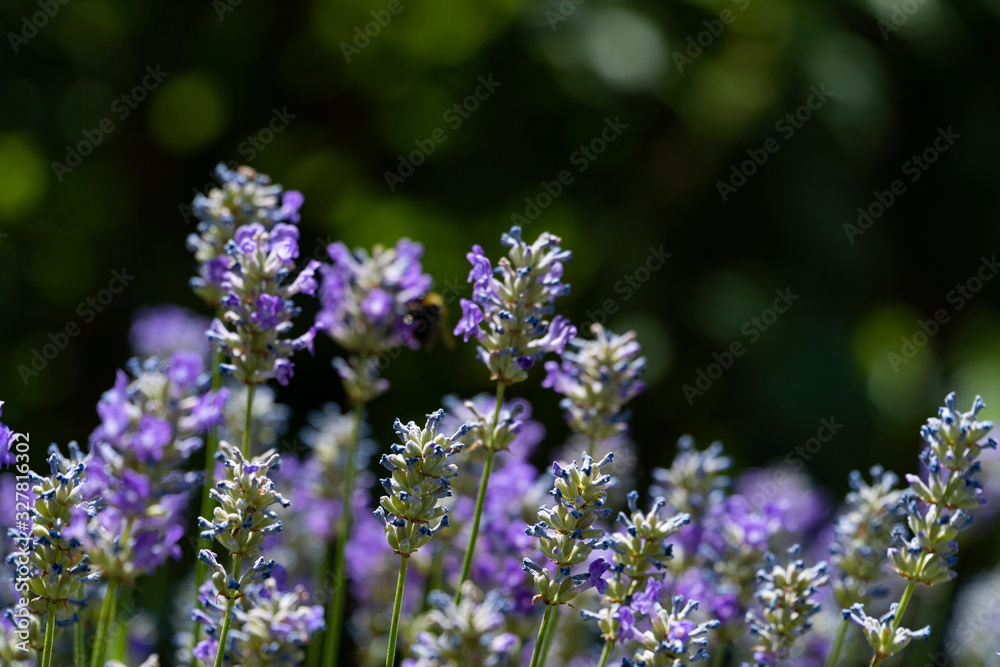 田野上薰衣草花的特写