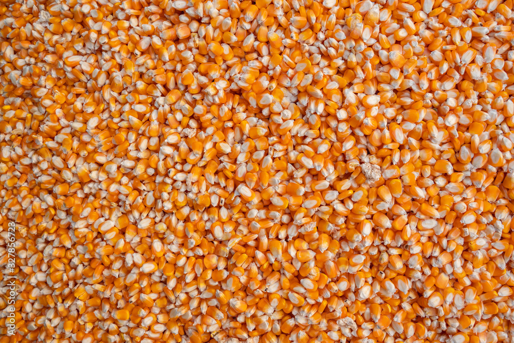 yellow dry corn grains background