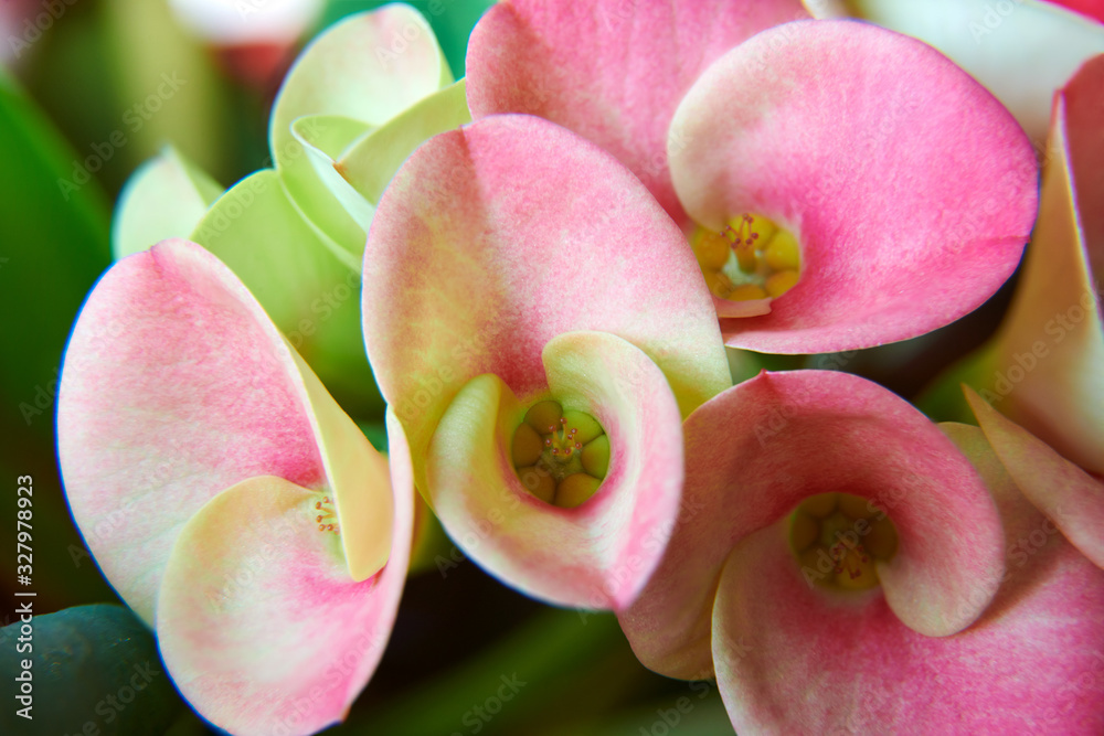 The blooming flowers close-up.