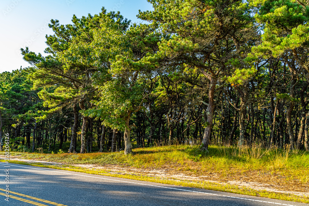 Pine forest on dunes, Ecoregion pine wasteland, Cape Cod Massachusetts, US