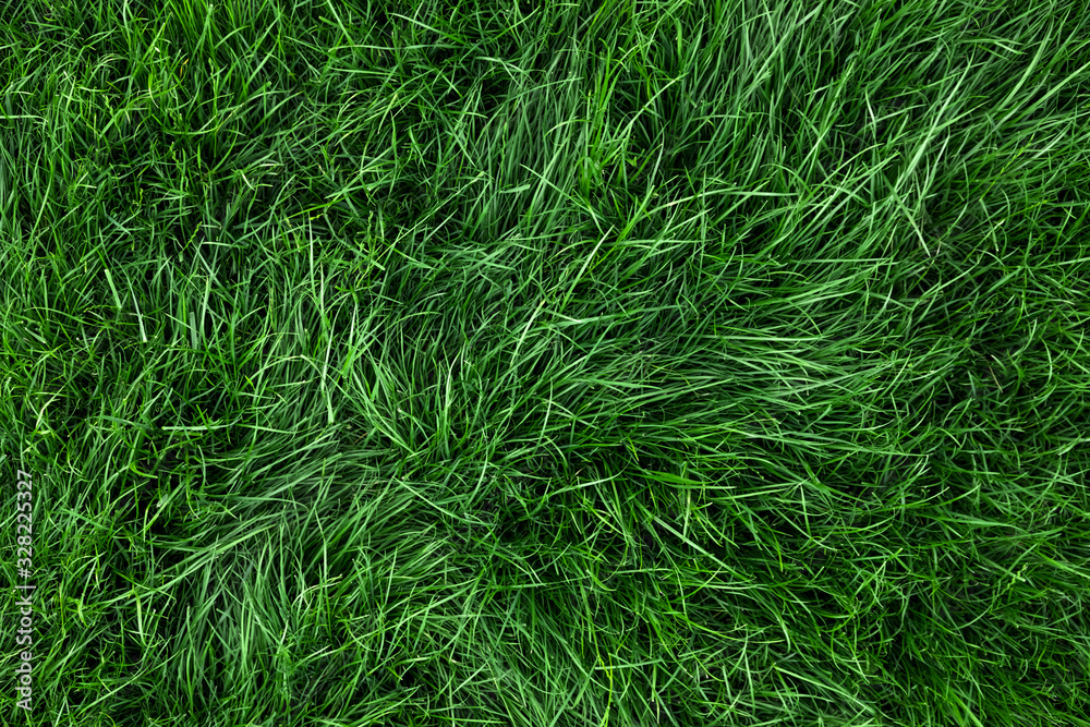 Natural tall green grass background, fresh lawn top view