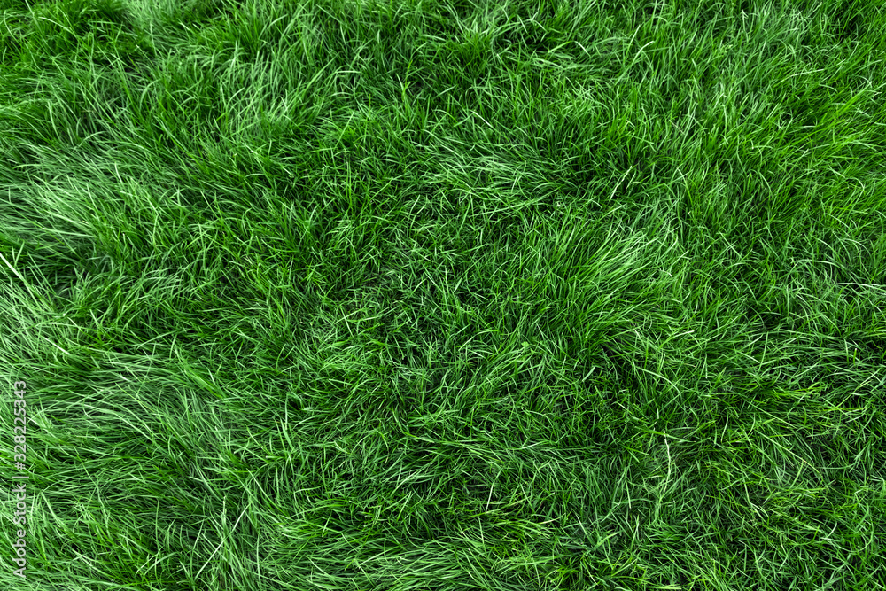 Natural green grass background, fresh lawn top view