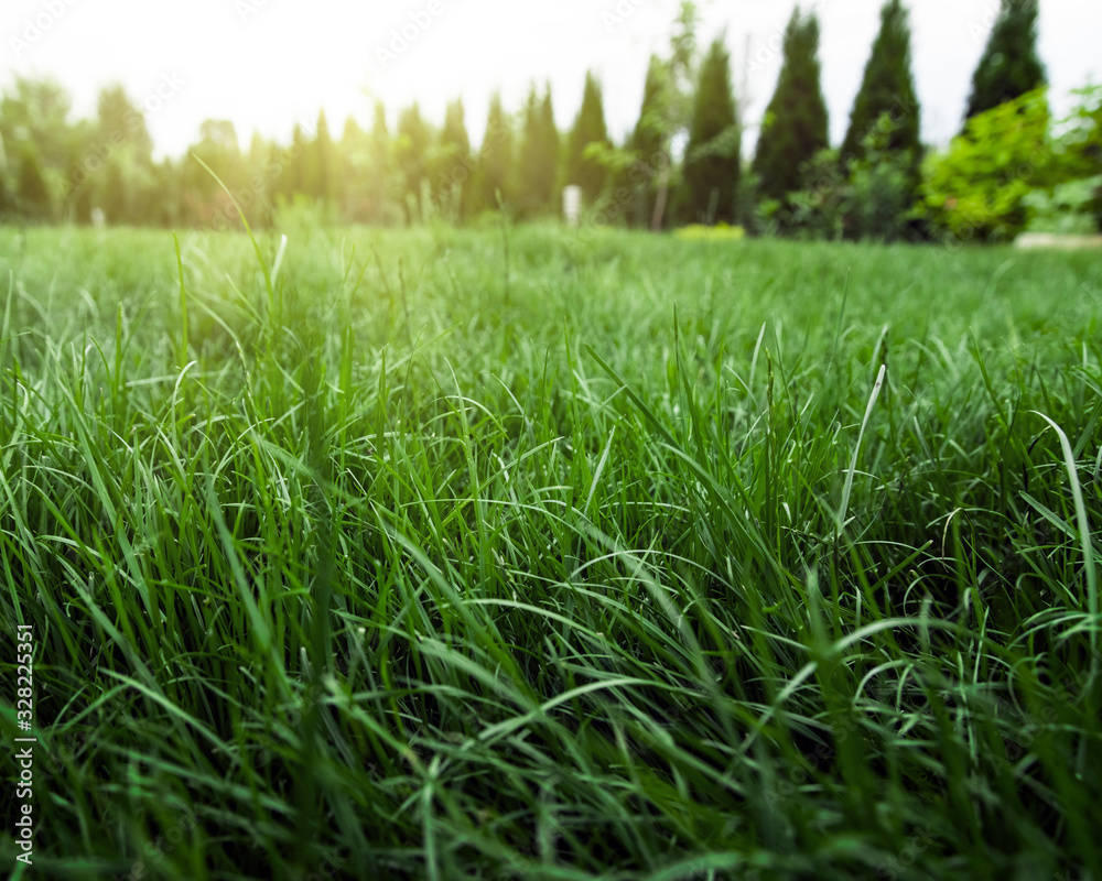 tall natural grass in sunny green garden in spring