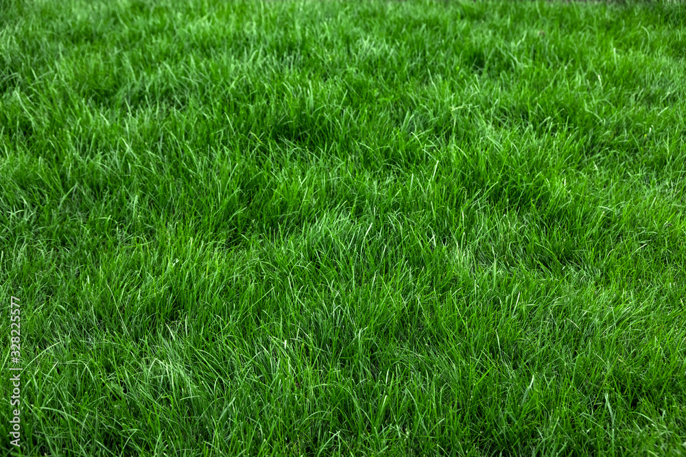 Natural green grass background, fresh lawn top view