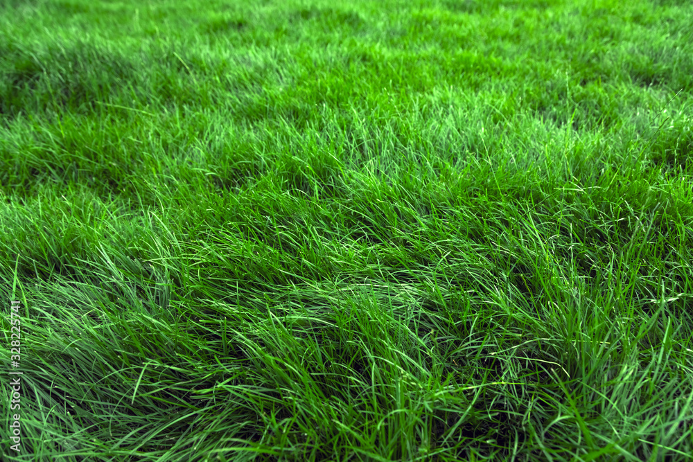 Natural green grass background, fresh lawn top view