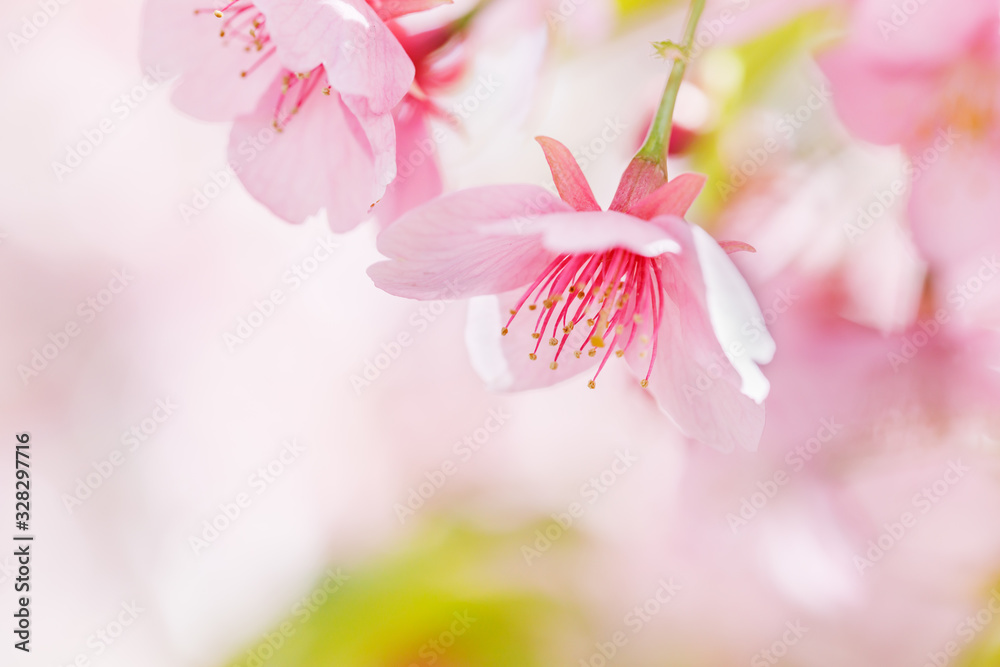 満開の桜の花