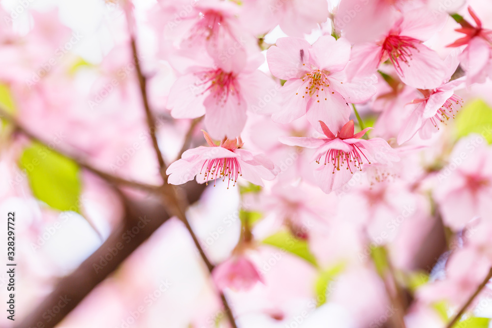 満開の桜の花