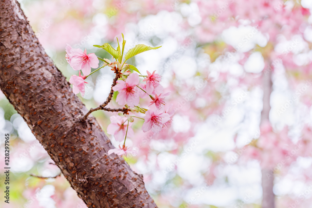 満開の桜の花