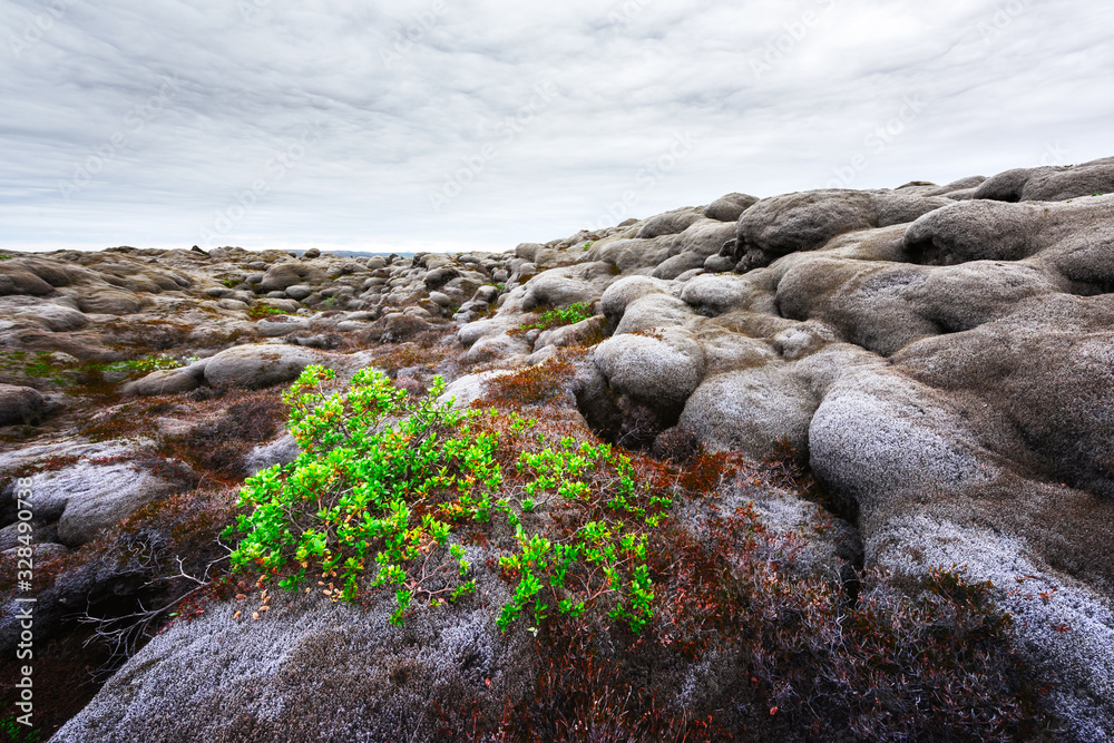 Strange Iceland landscape with lava field covered with brown moss Eldhraun from volcano eruption and