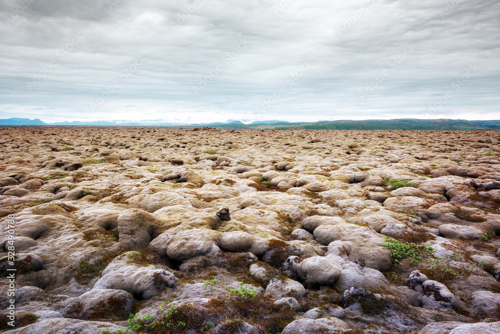 Quaint Iceland landscape with lava field covered with brown moss Eldhraun from volcano eruption and 