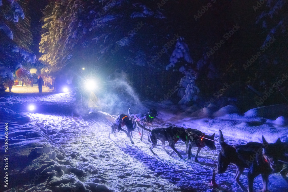 托特马世界杯雪橇犬比赛