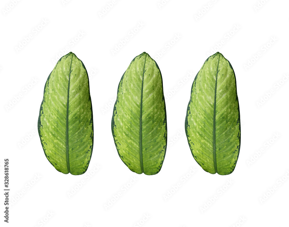 Dieffenbachia Mix Leaves on white background，可在家中购买，有助于减少污染。