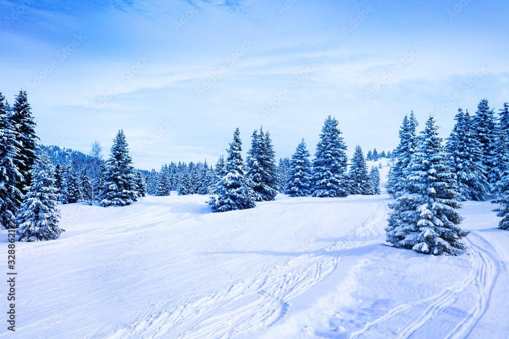 Winter fir and pine forest covered with snow after strong snowfall