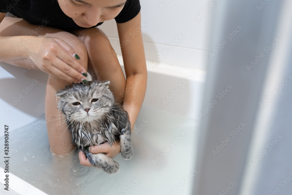 Asian woman bathing cat in bathtub, scottish cat