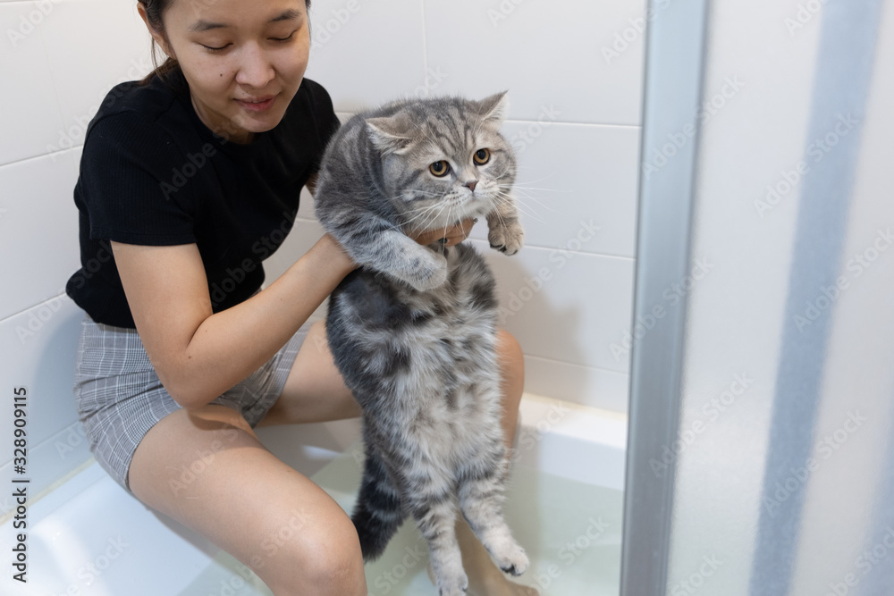 亚洲女人在浴缸里给猫洗澡，苏格兰猫