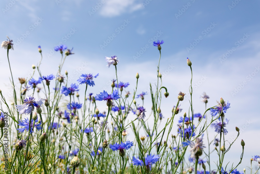 Wild flowers on sunny blue sky, spring meadow