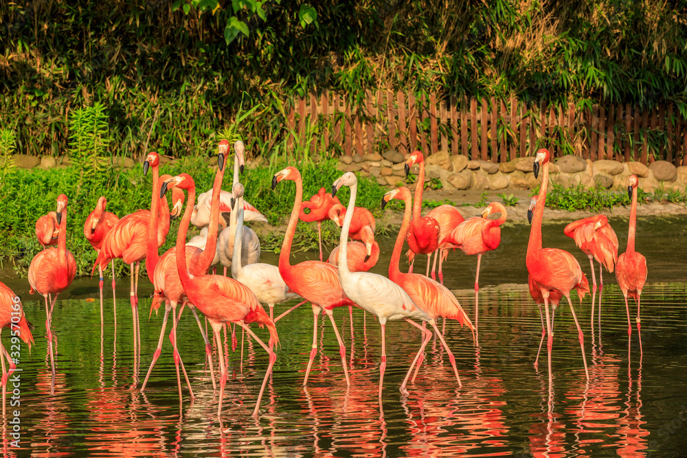 Beautiful flamingo in the water of the pond.