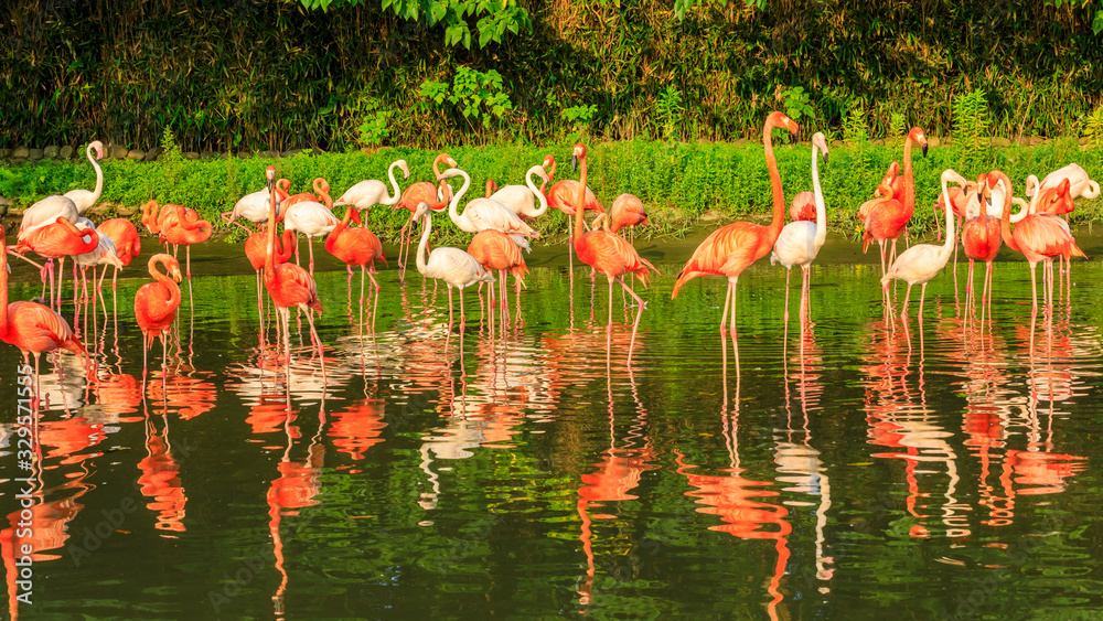 Beautiful flamingo in the water of the pond.