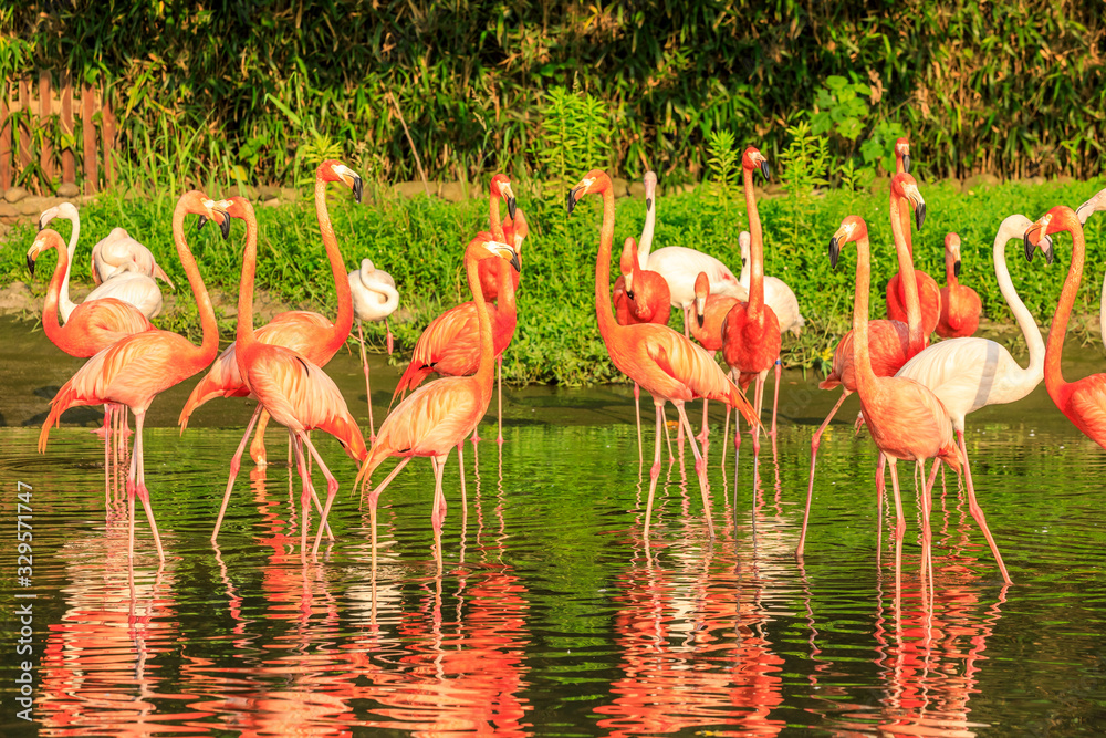 Beautiful flamingo in the water of the pond.