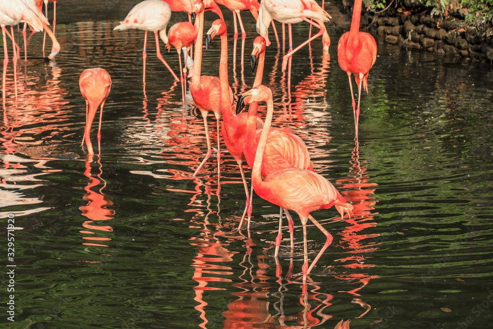 Beautiful flamingo in the water of the pond.