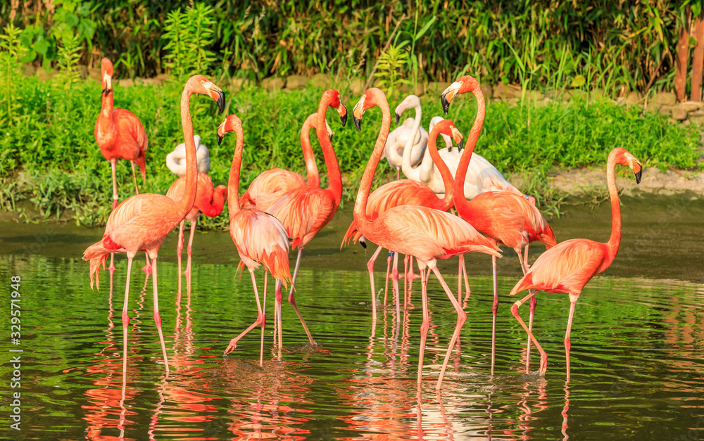 Beautiful flamingo in the water of the pond.