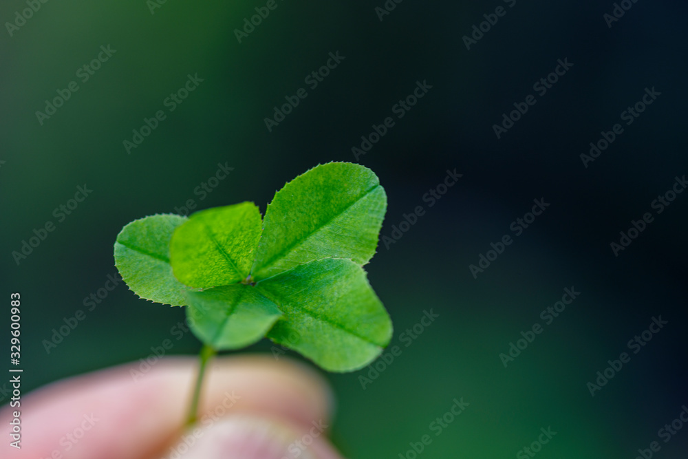 Clover for good luck. Green clover in the sun close-up. Four leaf clover background for good luck.