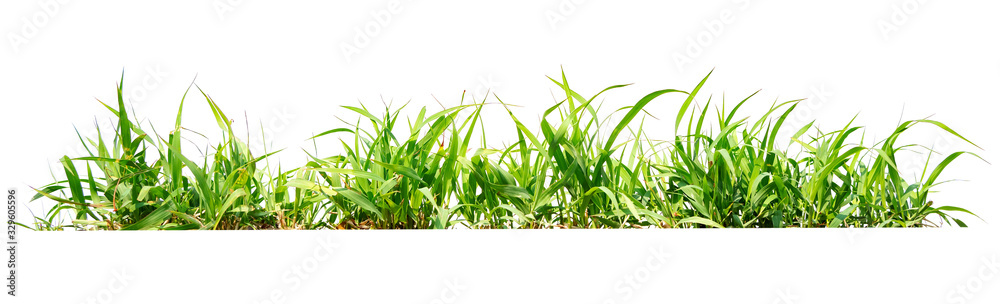 green grass isolate on white background