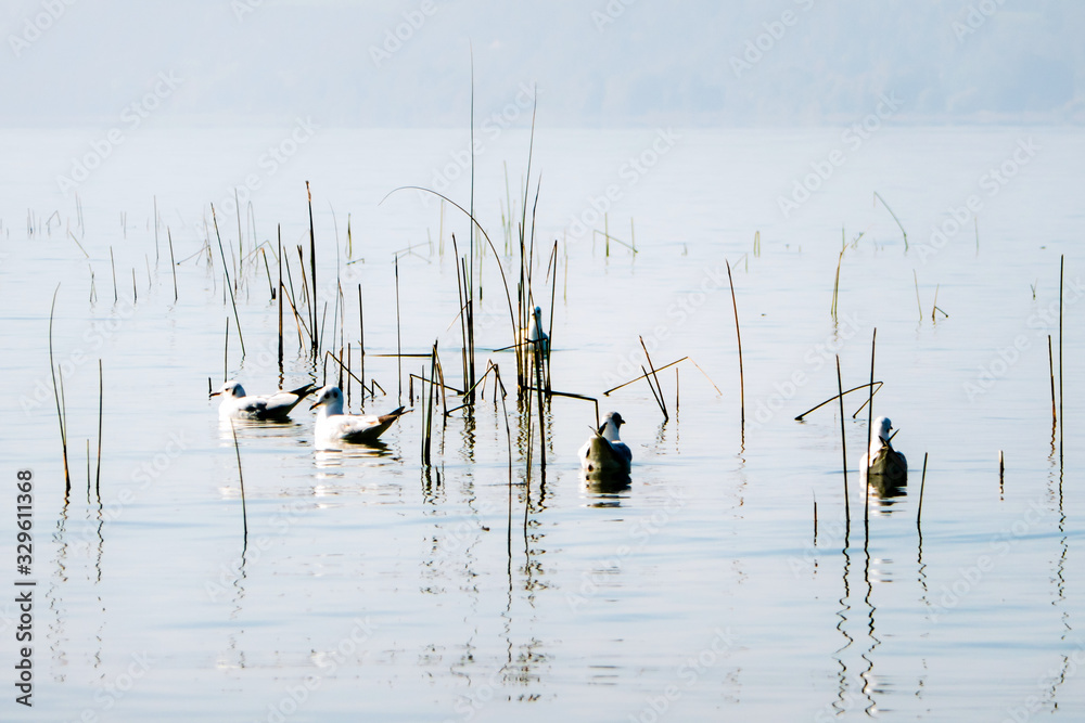 Möwen auf dem Wasser