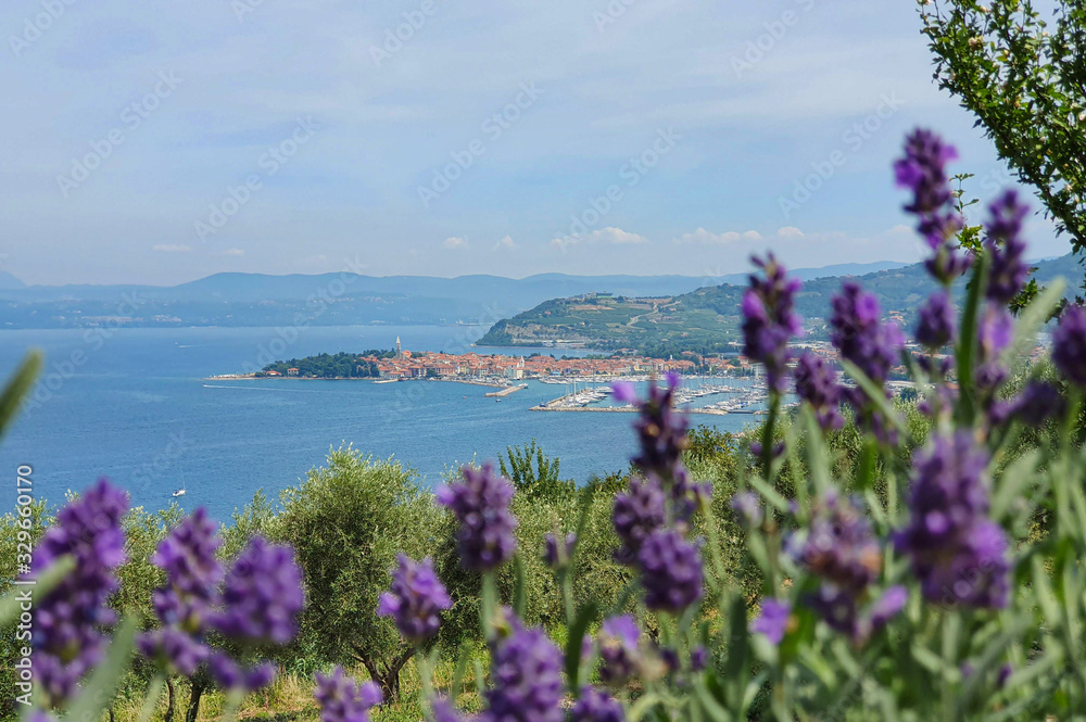 CLOSE UP: Scenic shot of blurry lavender and a small coastal town in Slovenia.