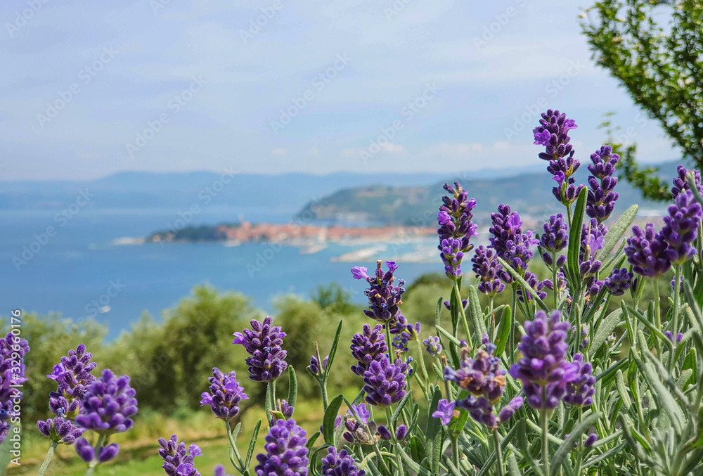 CLOSE UP: Detailed shot of a lavender shrub with coastal town in the background.