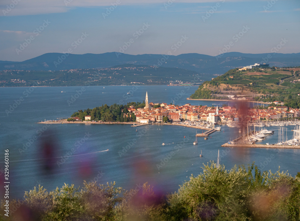 CLOSE UP: Lavender obstructs the view of a historic coastal town in the Adriatic