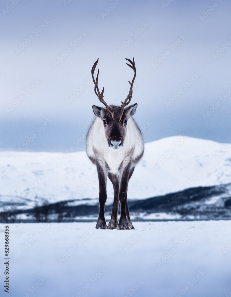 Deer on the sky background during sunset. Animals in wildlife. Winter landscape during sunset with d