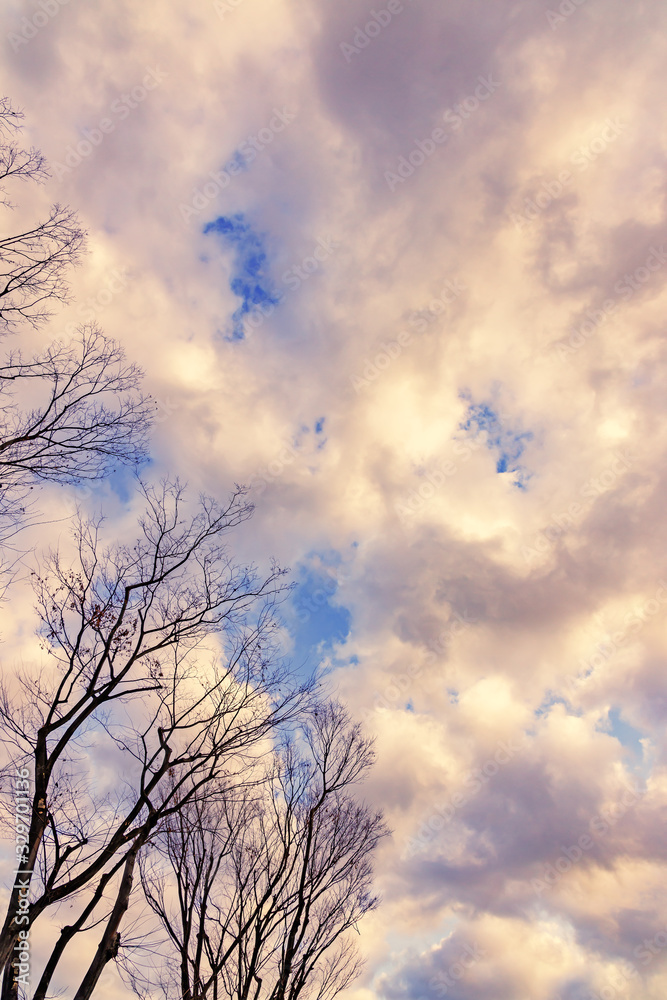 青空と雲と葉の落ちた木