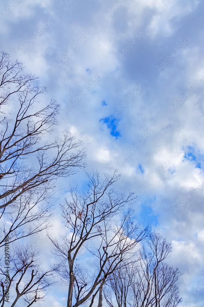 青空と雲と葉の落ちた木