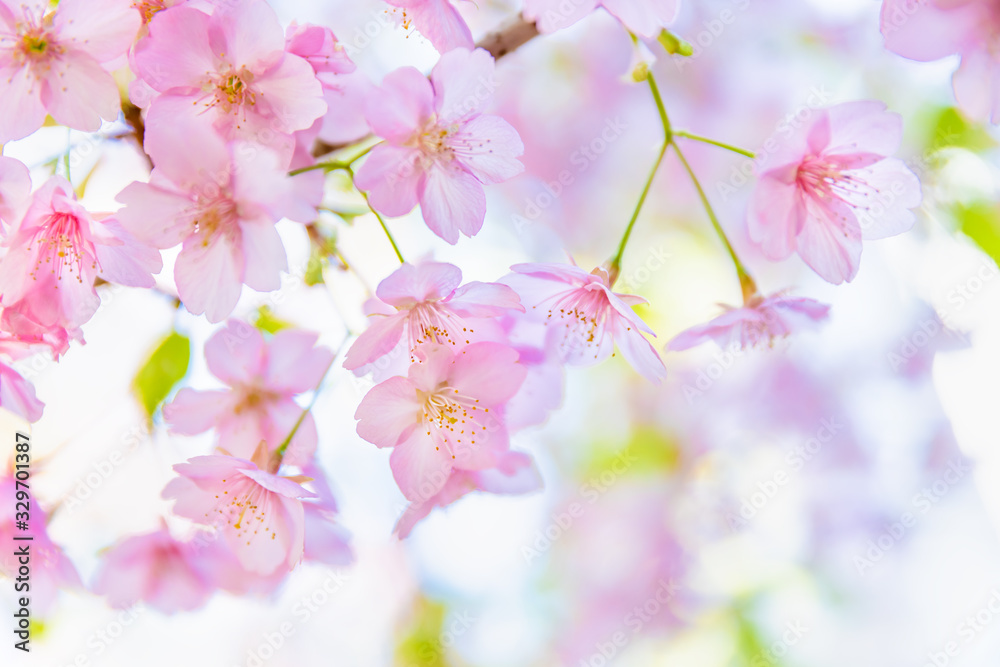 満開の桜の花と新緑の葉