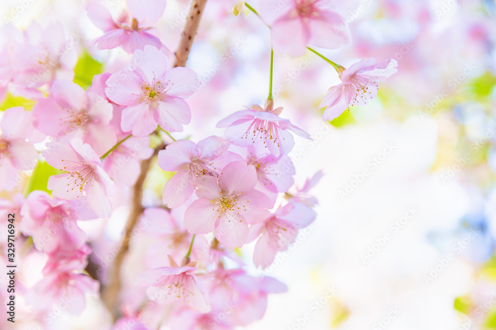 満開の桜の花と新緑の葉